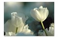 Tulpen A 09